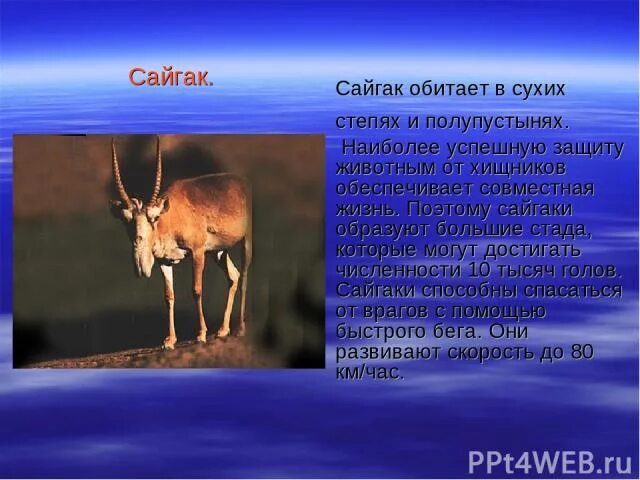 Где обитает сайгак в какой природной. Сайгак обитает. Сайгак обитает в степи. Сайгак природная зона. Сайгак зона обитания.