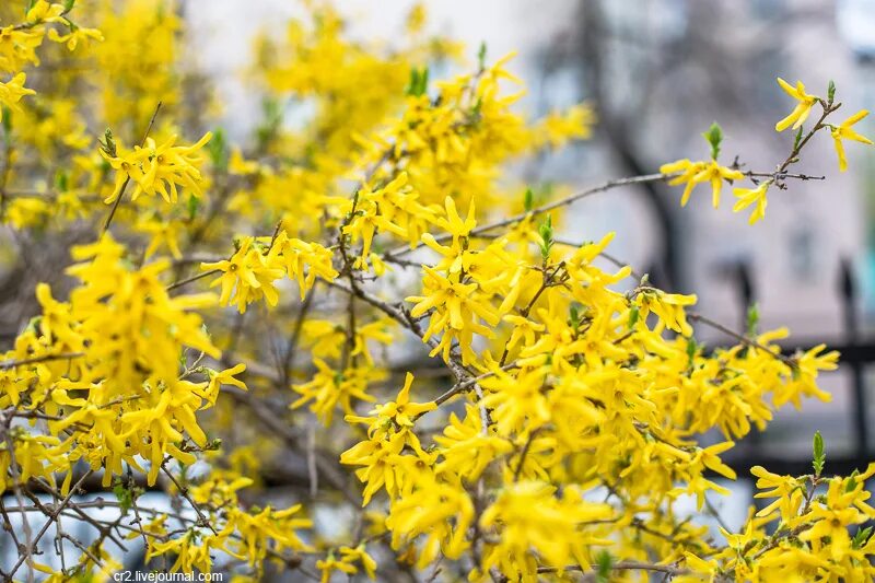 Форзиция европейская. Форзиция Зибольда. Форзиция европейская — Forsythia europaea.