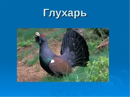 Глухарь 7