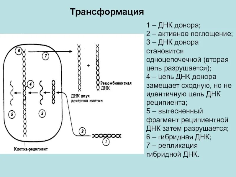 1 донор 2 реципиента. Трансформация биотехнология. Клетка реципиент это. Трансформация клеток. Трансформирующая ДНК.