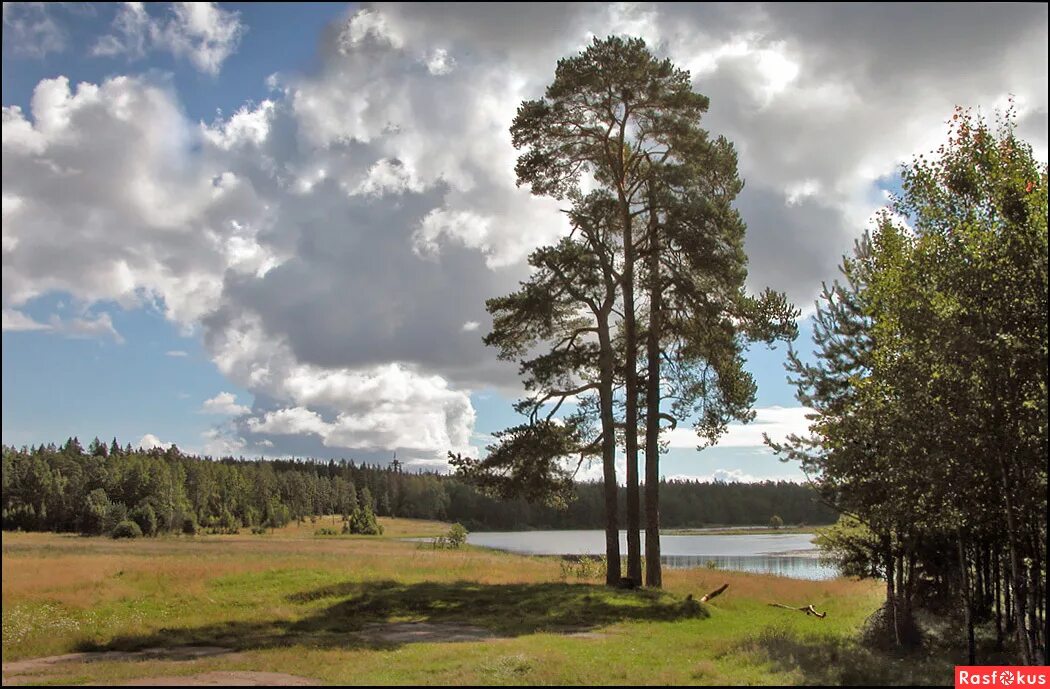 Росли три сосны. Сосна на валааме. Шишкин северная сосна. Росли три сосны. Росли три сосны.