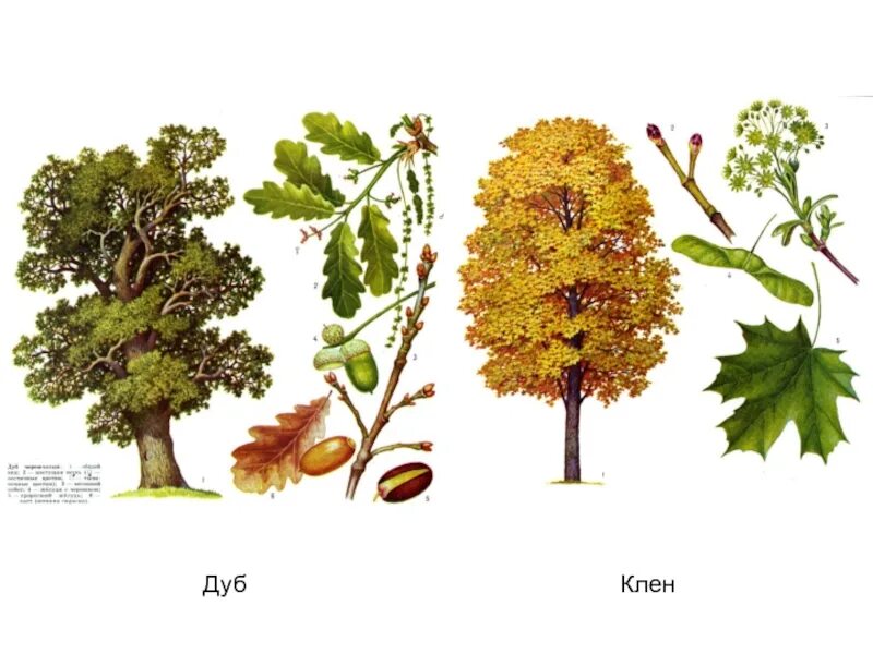 Деревья береза клен рябина. Деревья клен дуб осина ясень. Деревья клены березы. Дуб, липа, клен, ясень, вяз. Дерево ясень и осина.