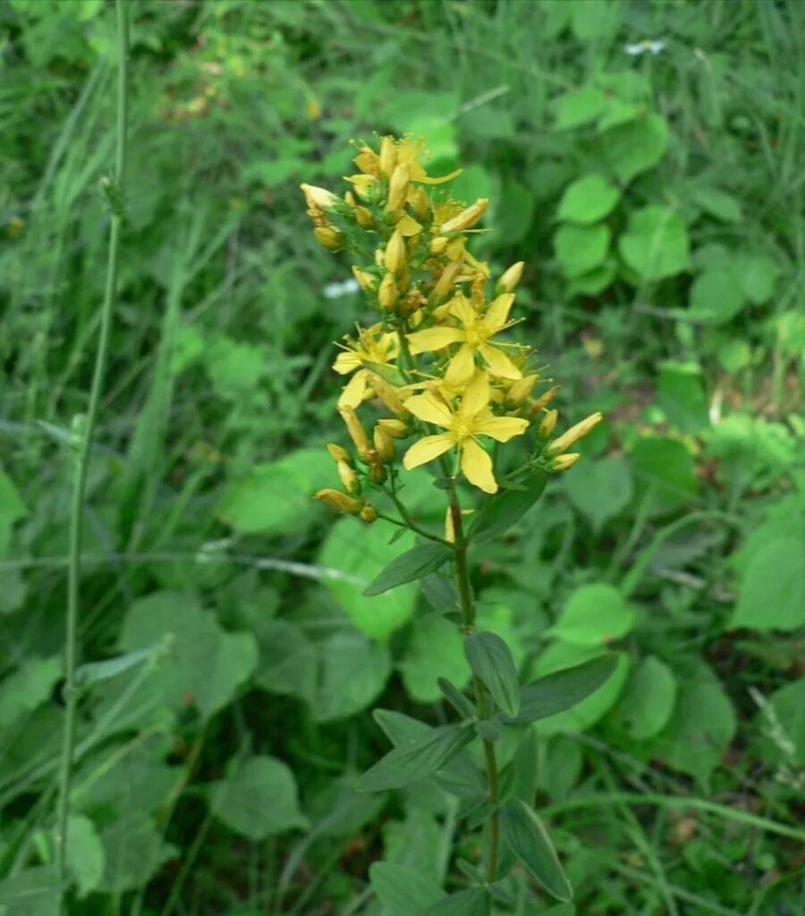 Зверобой похожие. Зверобой жестковолосый. Зверобой волосистый - Hypericum hirsutum. Зверобой Крымский трава. Зверобой трава в Крыму.