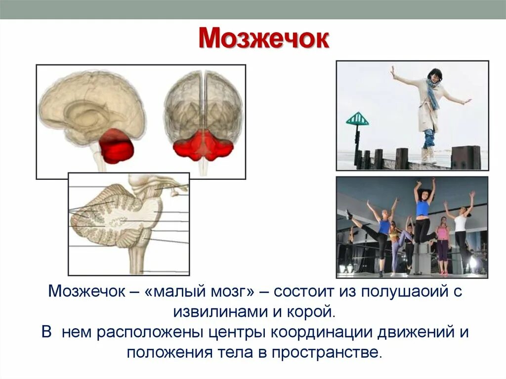 Особенности мозжечка головного мозга. Функции мозжечка. Мозжечок функции кратко. Функции мозжечка 8 класс биология. Мозжечок функции кратко у человека.