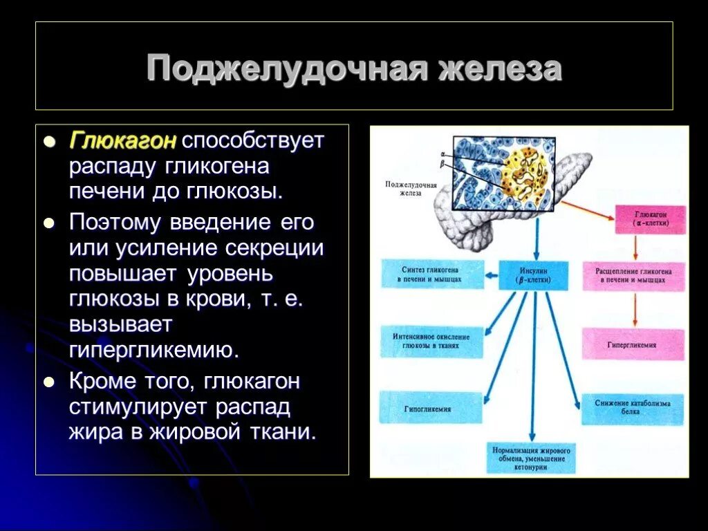 Гормон поджелудочной железы глюкагон. Глюкагон железа. Панкреатический глюкагон стимулирует. Глюкагон железа вырабатывающая гормон.