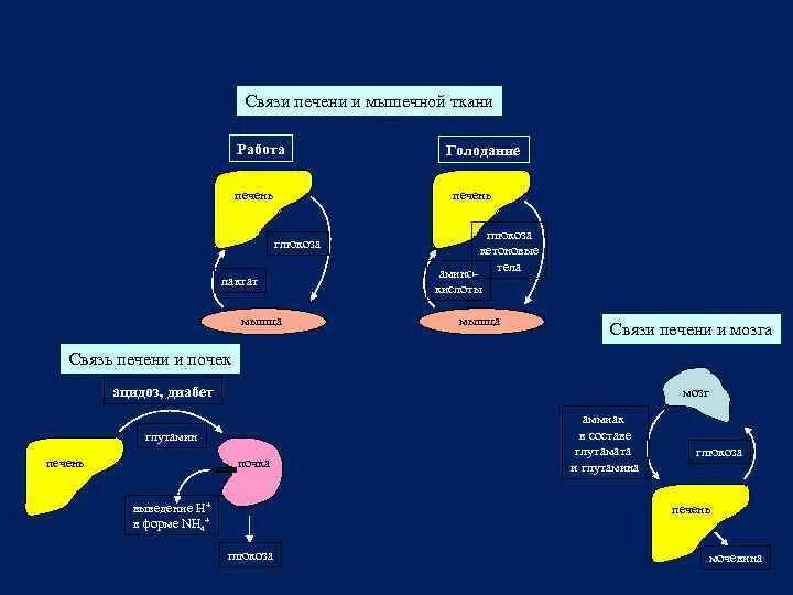 Печень и мышцы взаимосвязь. Взаимосвязь печени и почек. Связь печени с другими органами.