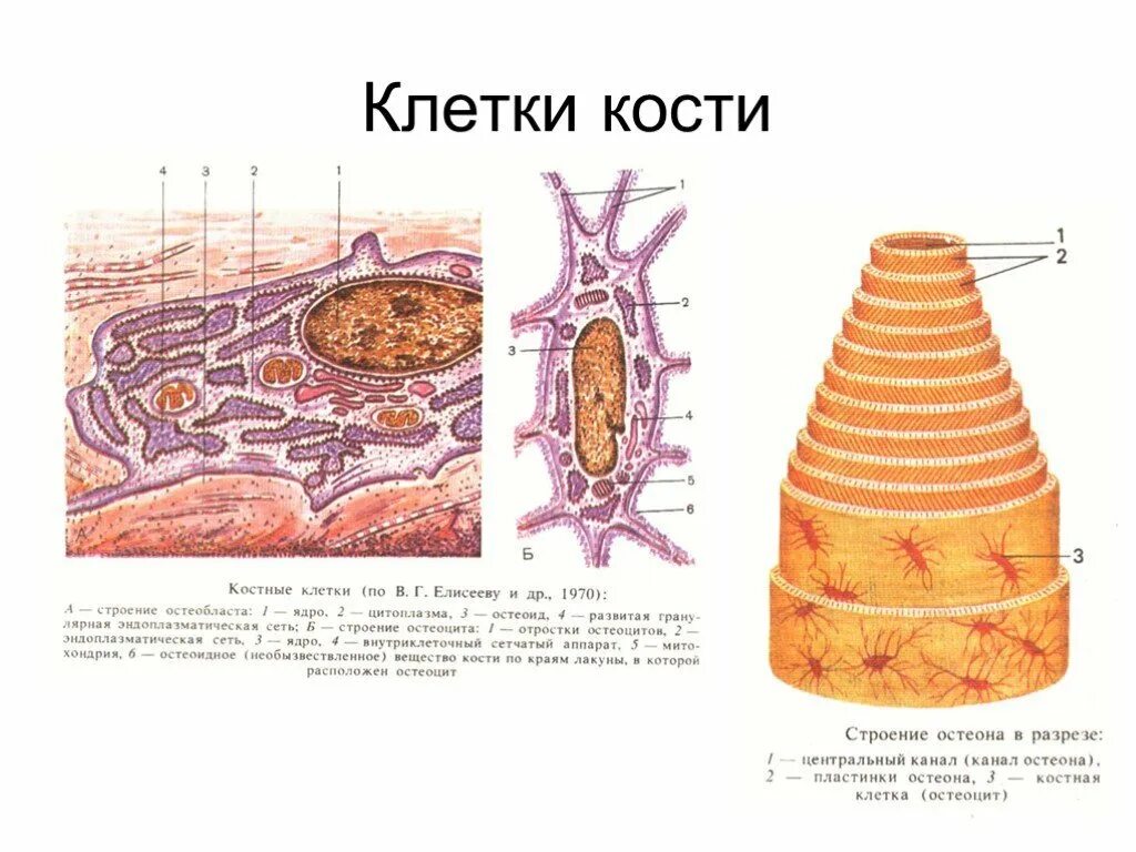 Участвует в образовании костной ткани. Строение костной клетки. Тип клеток костной ткани у человека. Схема строения костной клетки. Строение костей клетки.
