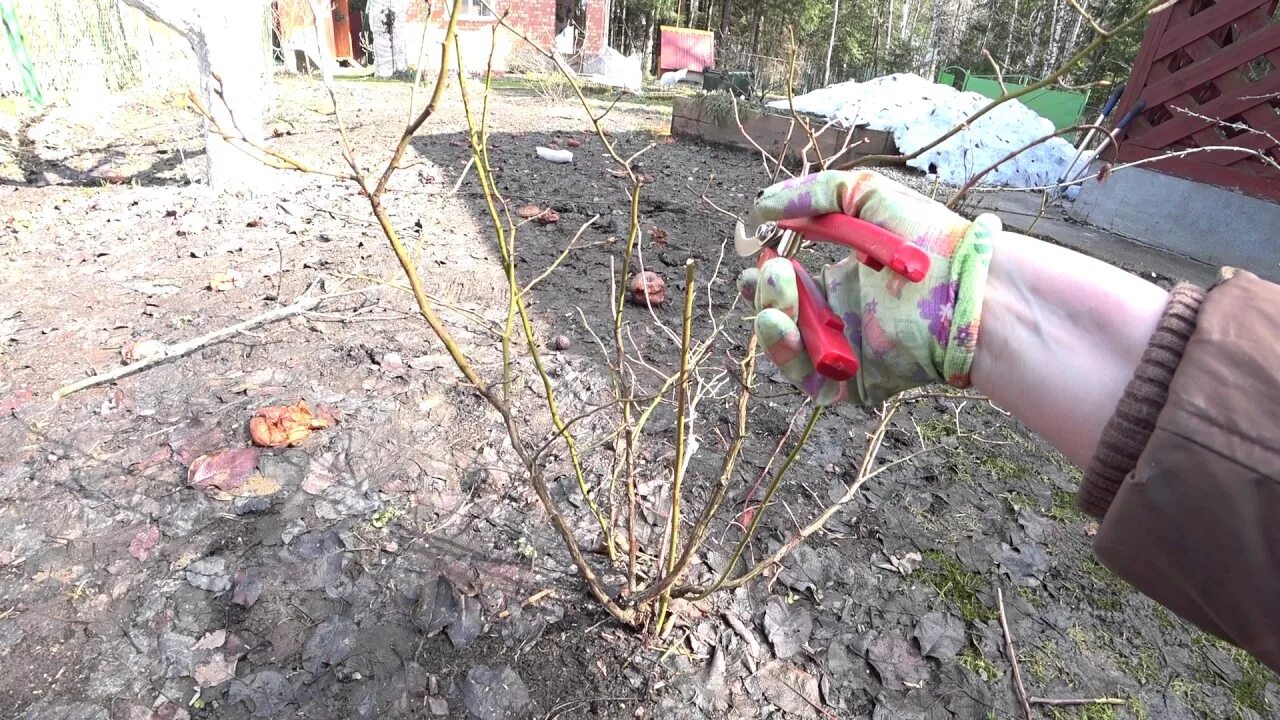 Обрезка садовой голубики весной. Обрезка голубики садовой осенью. Голубика формировка куста. Формирование куста голубики садовой.