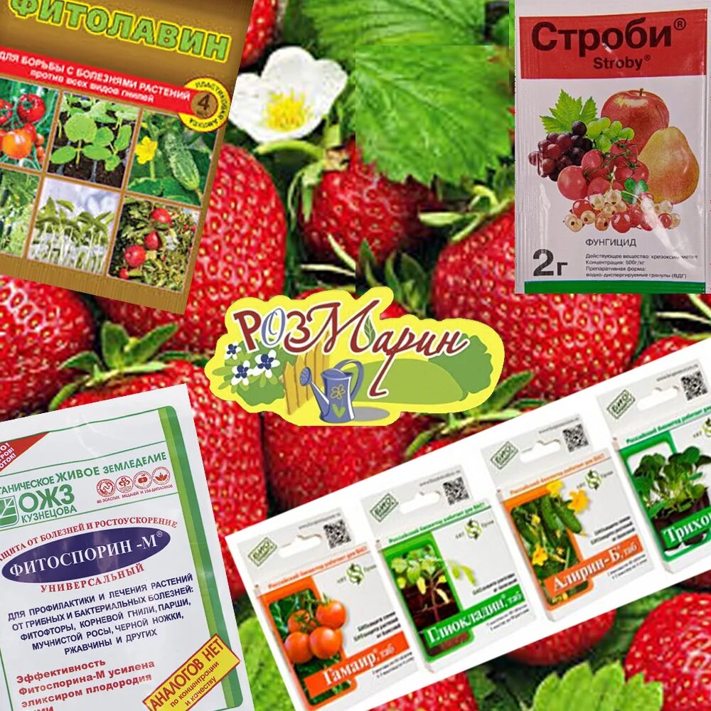Средство от болезни на землянике. Атлантика салукат 10-52-10 удобрения. Клубника-земляника 2в1 10гр/2мл (садовый спасатель). Фундазол фунгицид. Подкормка +10г.