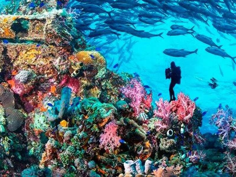 Reef tourism. Большой Барьерный риф. Барьерный риф в Австралии. Большой Барьерный риф Австралия туризм. Большой коралловый риф в Австралии.