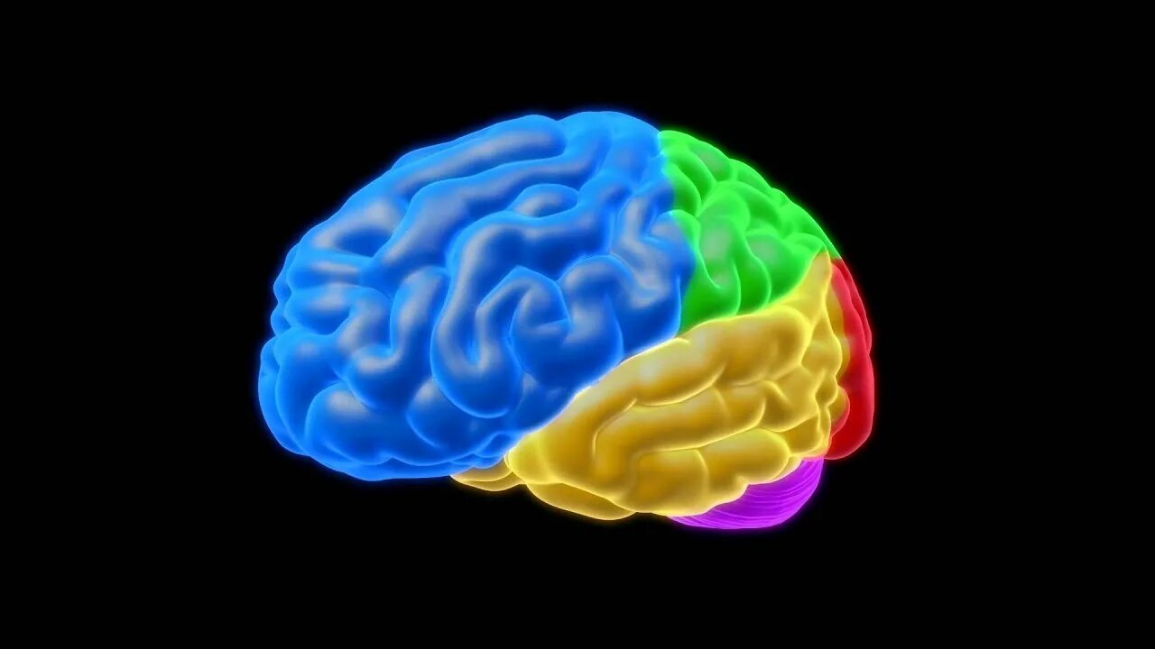 Головной мозг. Разноцветный мозг. Мозг рисунок. 5 см мозга