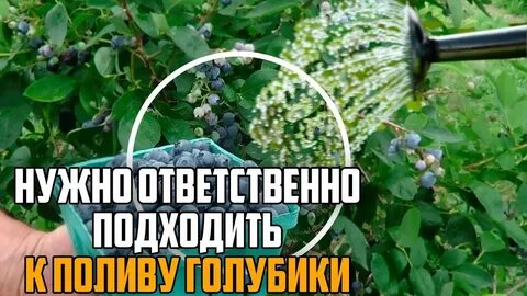Голубика полив уксусом пропорции