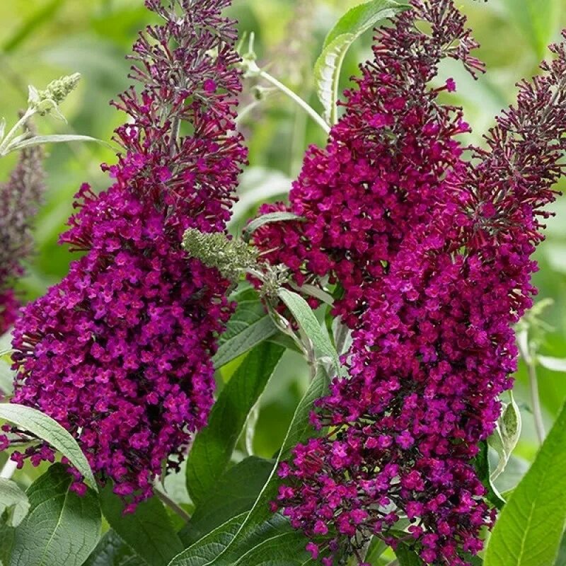 Буддлея Давида Buddleja davidii. Буддлея Шуга Плам. Буддлея Давида Триколор. Сирень Буддлея Давида.