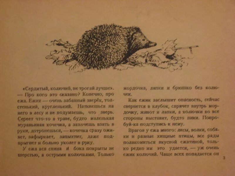 Пушок читать. Г скребицкий пушок. рассказ г скребицкого пушок. сказка пушок скребицкий.