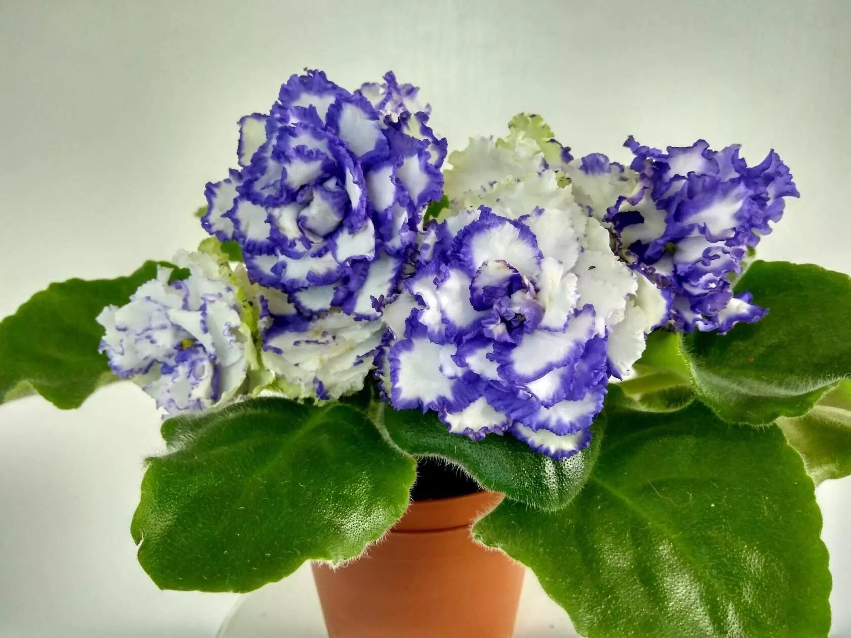 Рс видео. Рс тропикана фиалка. Рс видео. Рс видео. Фиалка рс австралия.