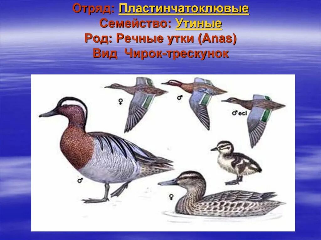 Отряд пластинчатоклювые птицы. Пластинчатоклювые. Водоплавающие птицы Калужской области. Семейство утиных представители.