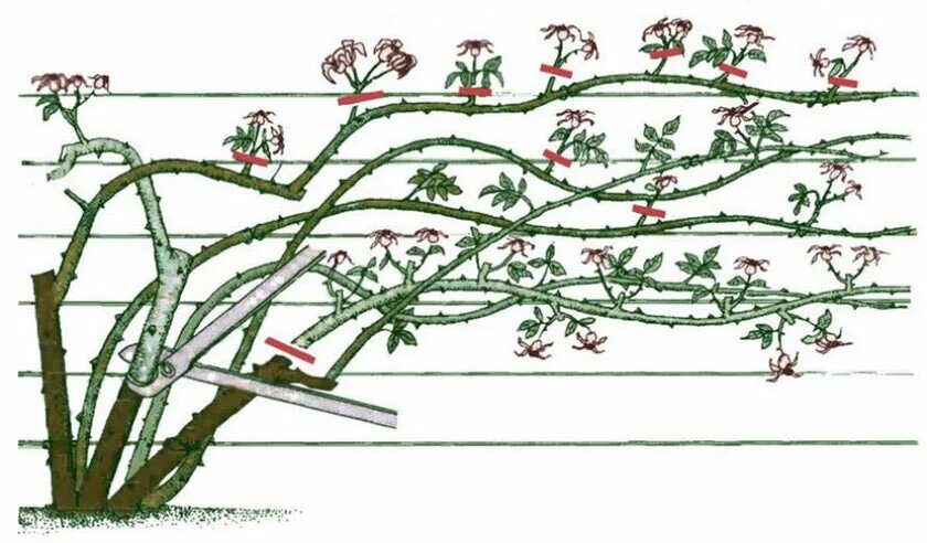 Обрезают ли плетистую розу весной. Формировка плетистой розы. Формировка куста плетистой розы. Плетистые розы обрезка весной.