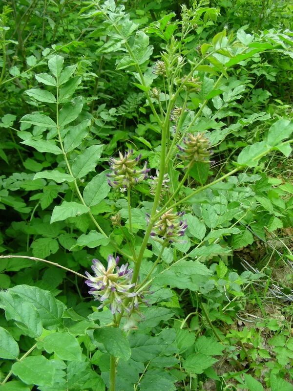 Как выглядит растение солодка. Солодка Уральская (Glycyrrhiza uralensis). Корень солодки, Солодка Уральская, лакричник. Корень солодки куст. Корень солодки в Забайкалье.