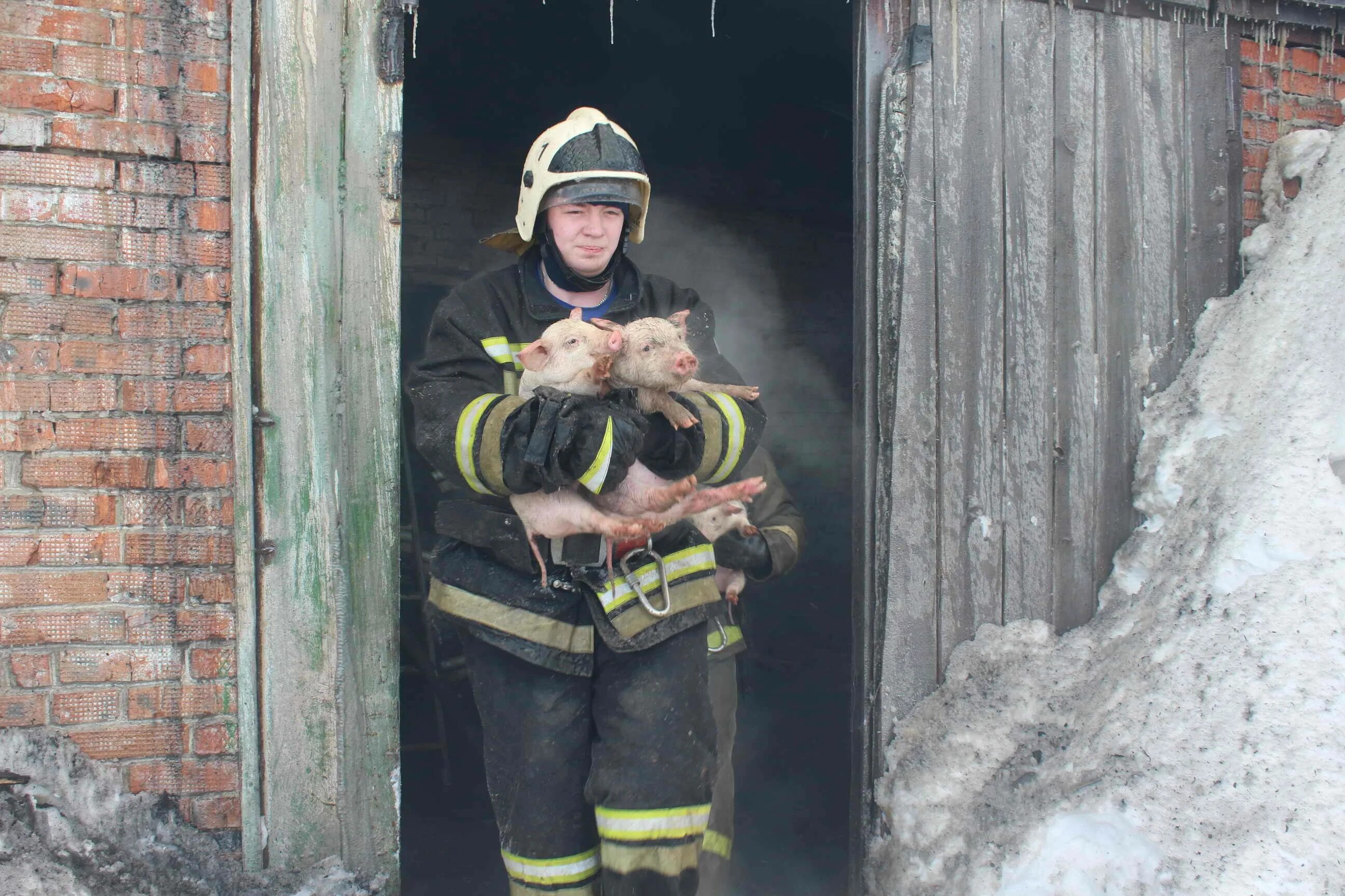 Вынес из пожара. Спасение животных на пожаре. Пожарный спасает. Пожарные спасают животных. Спасение животных из пожара.