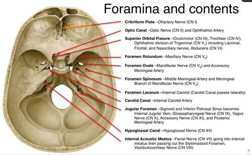 Форамен овале. Foramen rotundum на черепе. Окружности foramen obturatum. P bone