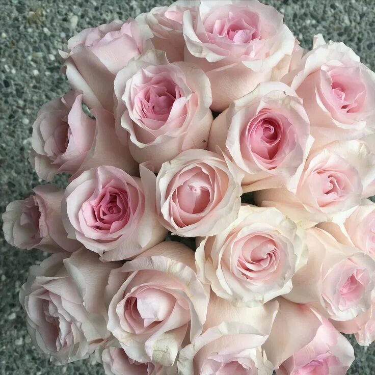 White rose with pink edges Rose seeds, White rose flower, Flower seeds