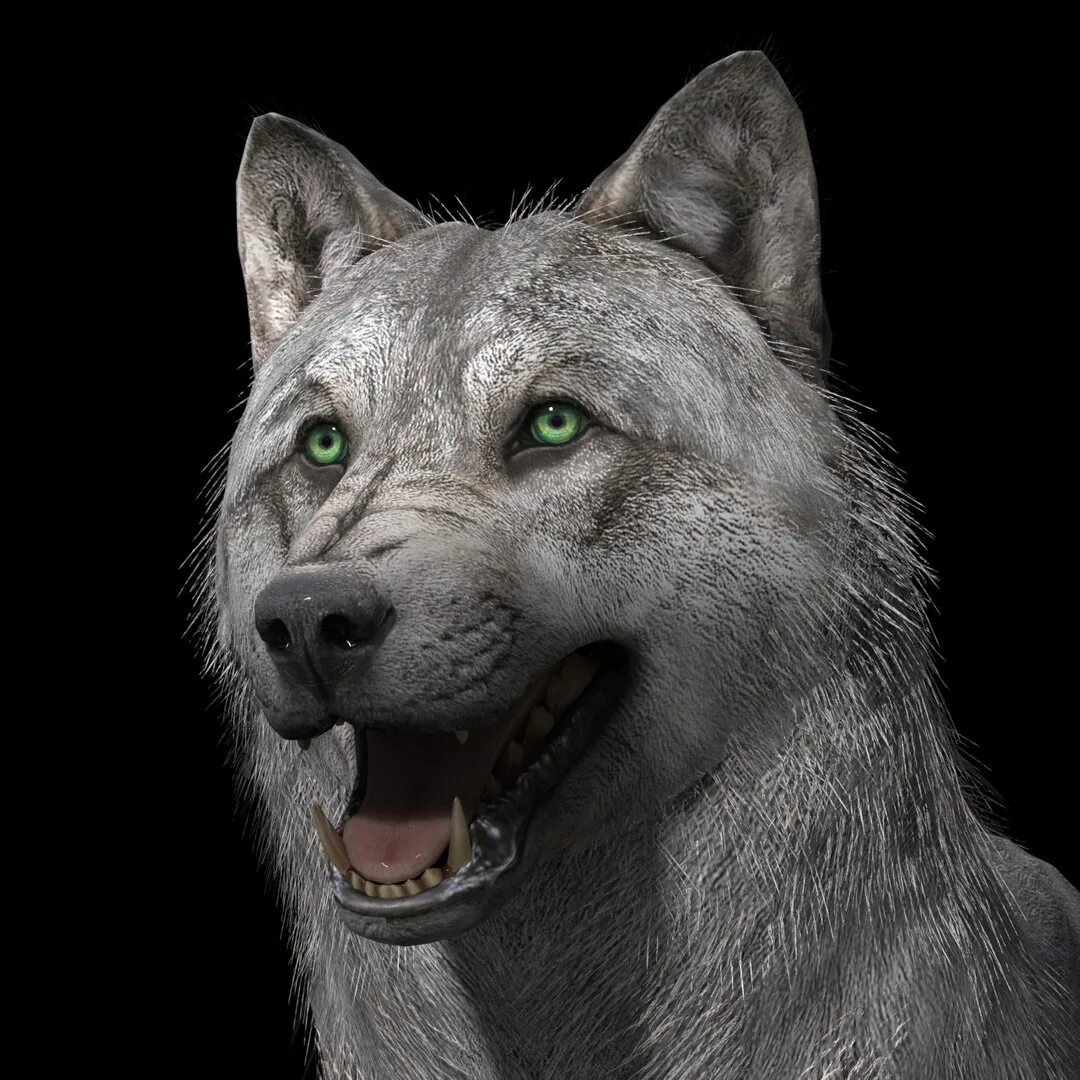 3d Wolf модель. Волк 3д. Дикие волки 3