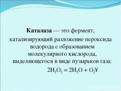 Каталаза фермент что это