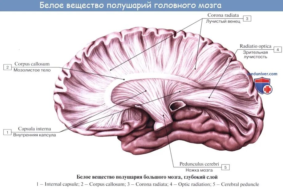 Спайки головного мозга. Комиссуральные волокна мозолистого тела. Мозолистое тело свод анатомия. Свод мозга анатомия. Мозолистое тело головного мозга.