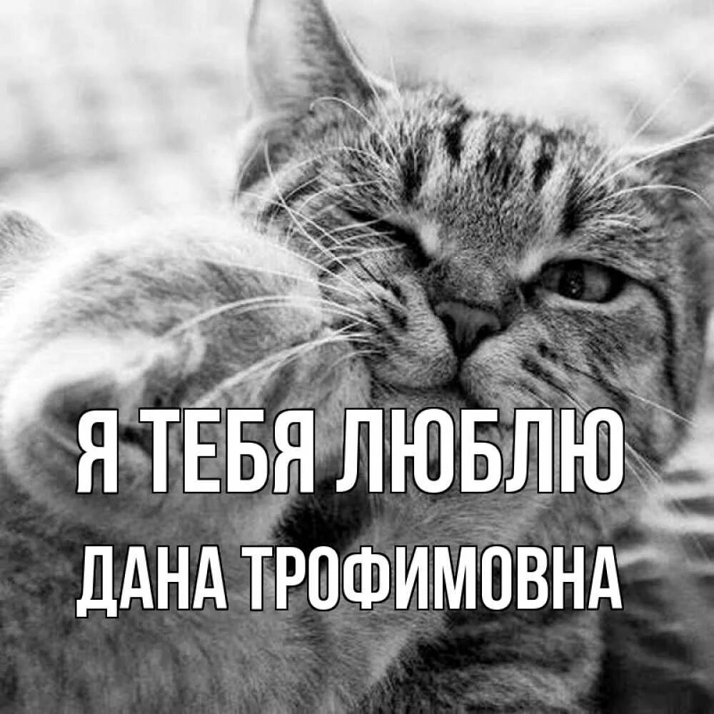 У меня есть любимый кот. Кошачьи нежности. люблю тебя мой котик. любимому котику. кися моя любимая.