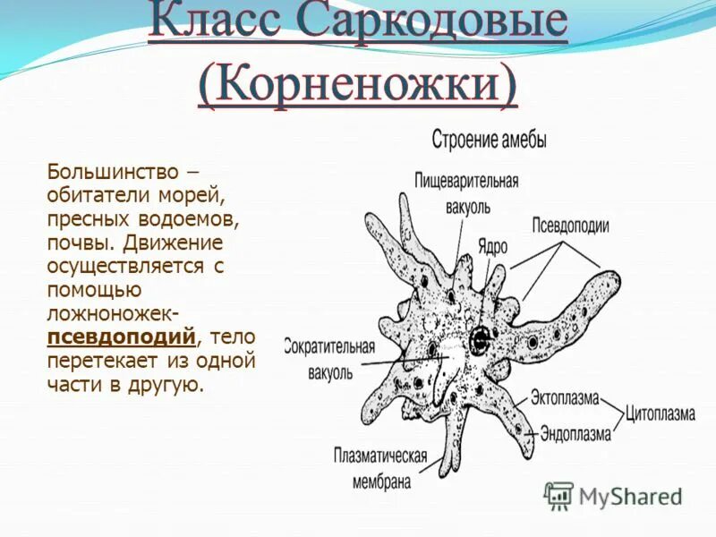 Особенности строения и образа. Саркодовые амеба представители. Корненожки представители. Саркодовые корненожки. Амёба обыкновенная характеристика.