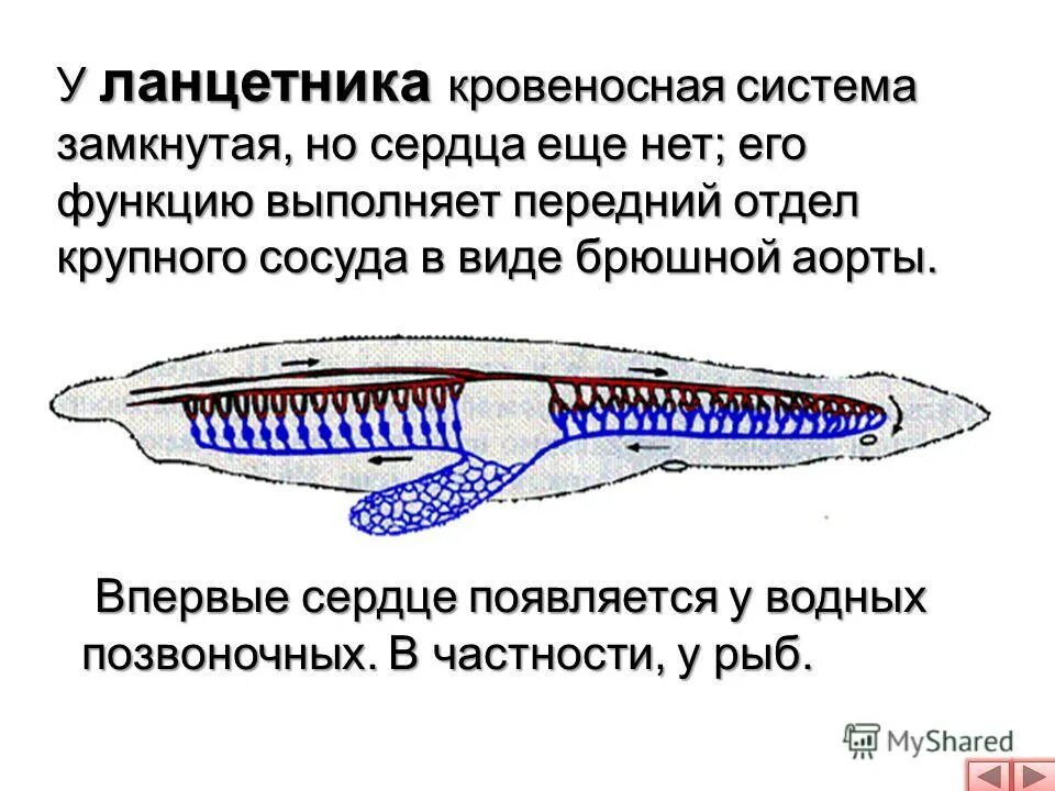 Замкнутая дыхательная система. Схема строения кровеносной системы ланцетника. Строение сердца ланцетника. Кровеносная схема ланцетника. Кровеносная система хордовых ланцетник.