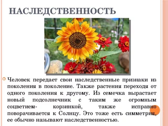 Наследственные признаки семян. Наследование признаков гороха. Наследственные признаки семян. Наследственные признаки семян. Альтернативные признаки гороха.