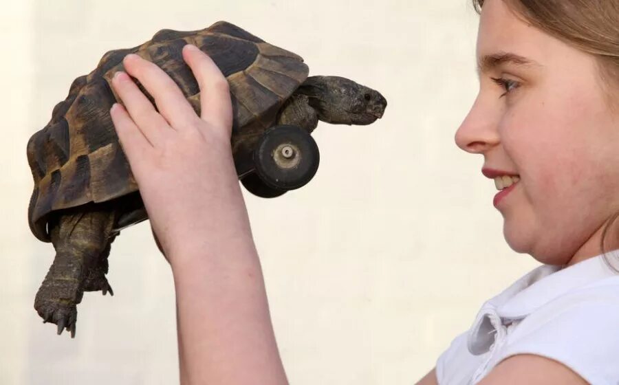 мужик черепаха. черепаха марион. горная черепаха окинава. черепаха. черепаха касьяра.