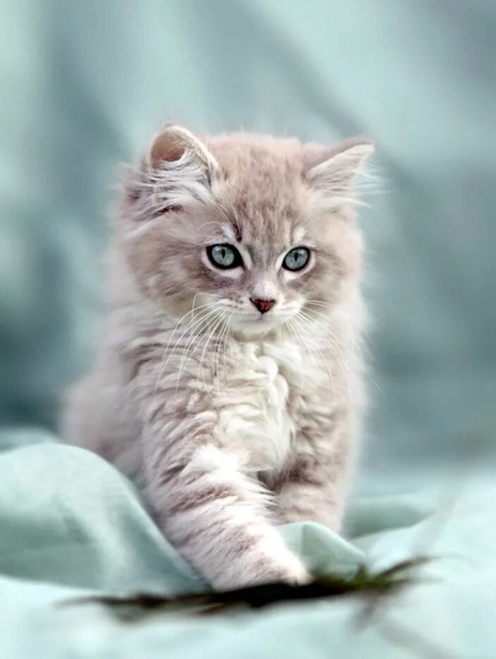 Пушистые котята. Милая кошка. Очень красивая киса. Красивые котята. Очень красивая киса.