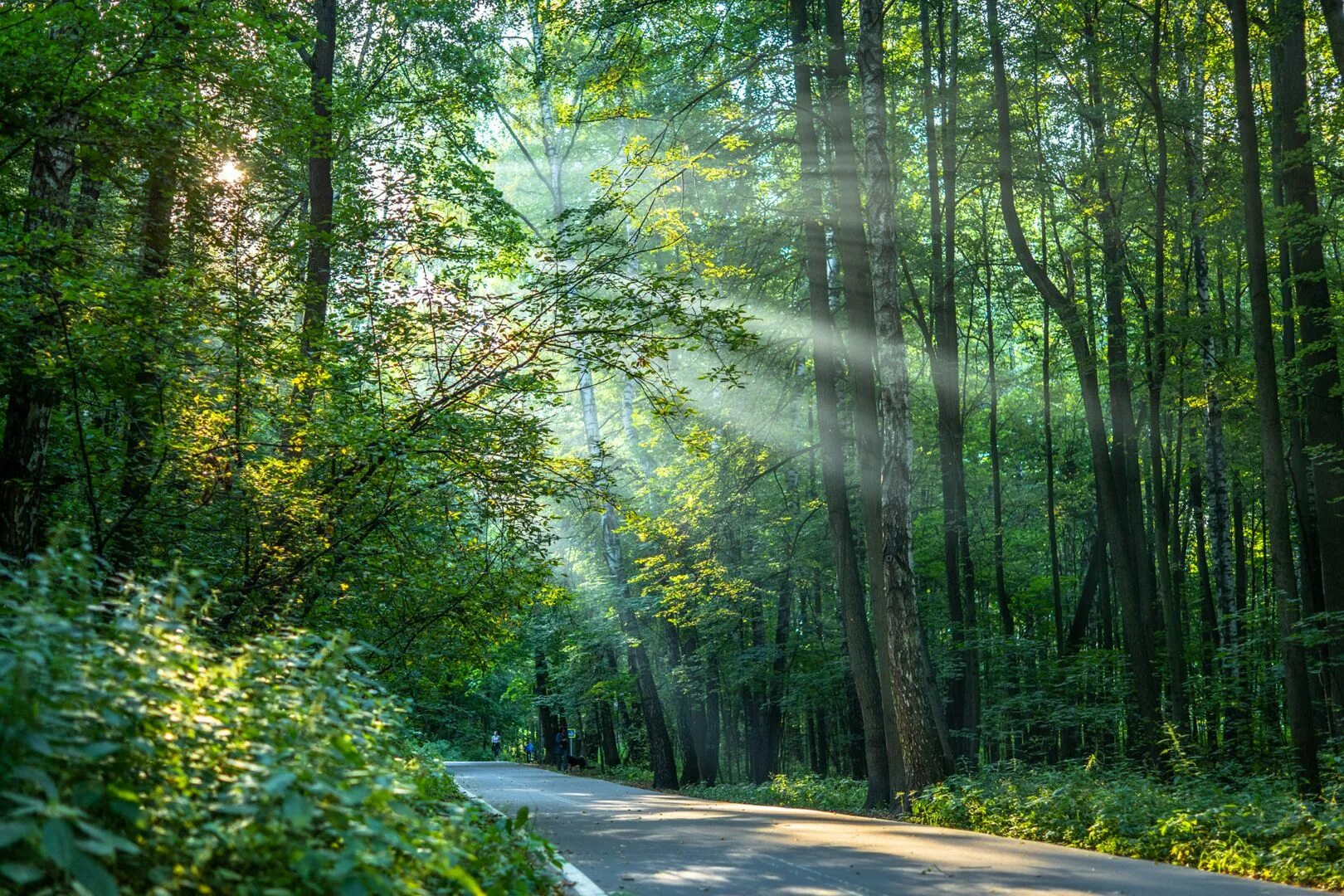Битцевский лес. Измайловский лес москва. Ясенево битцевский парк. Московский лес 4. Парк, парк, битцевский лес.