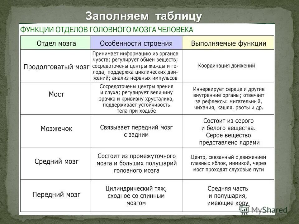 Отделы головного мозга и их функции. Строение и функции отделов головного мозга таблица. Отделы головного мозга структура и функции таблица. Таблица функции отделов головного мозга 8 класс биология. Таблица отделы головного мозга и их функции и строение.