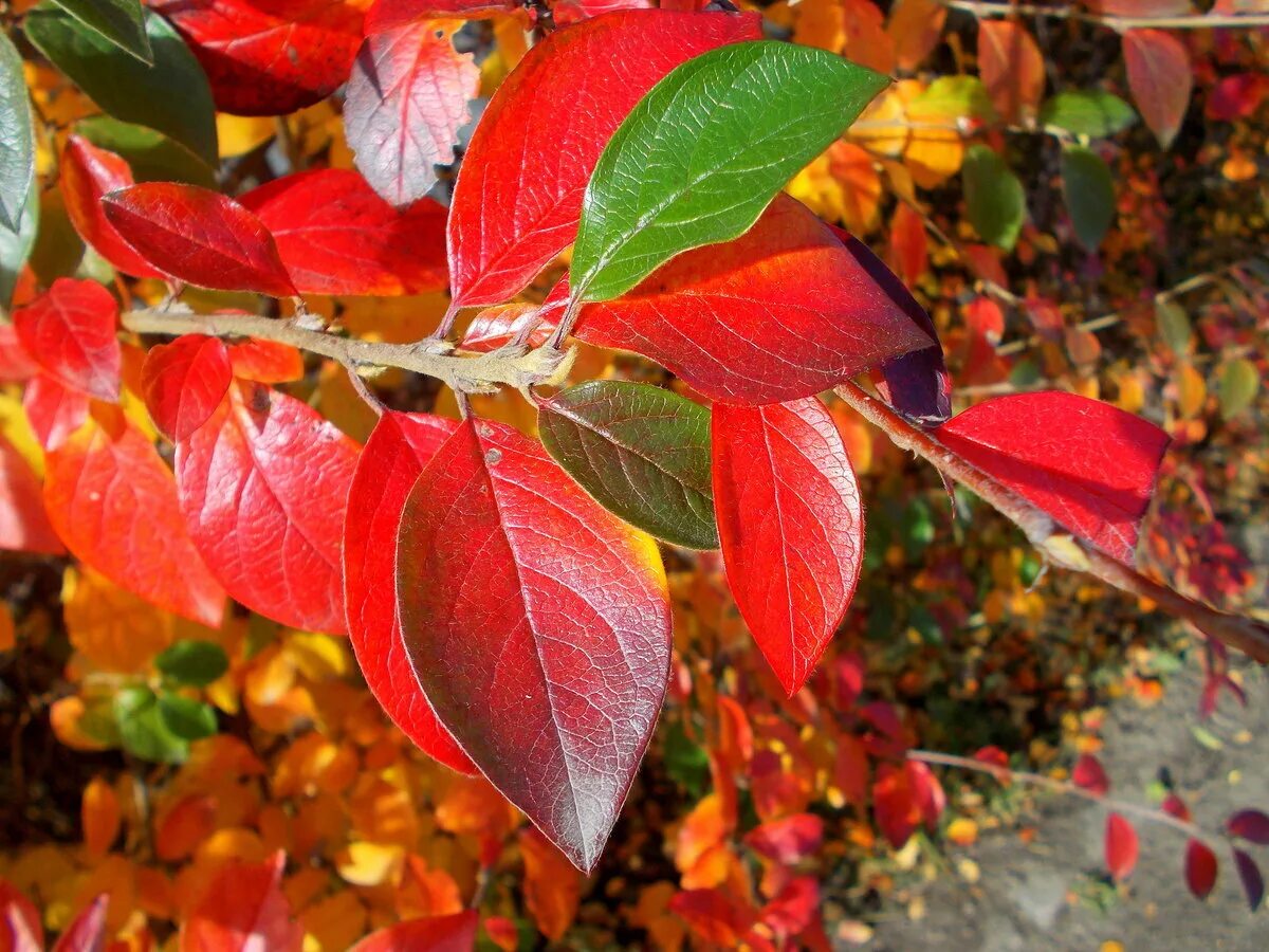 капли росы. блистают листочки. лист с каплями. памела листья. крапчатость малины.