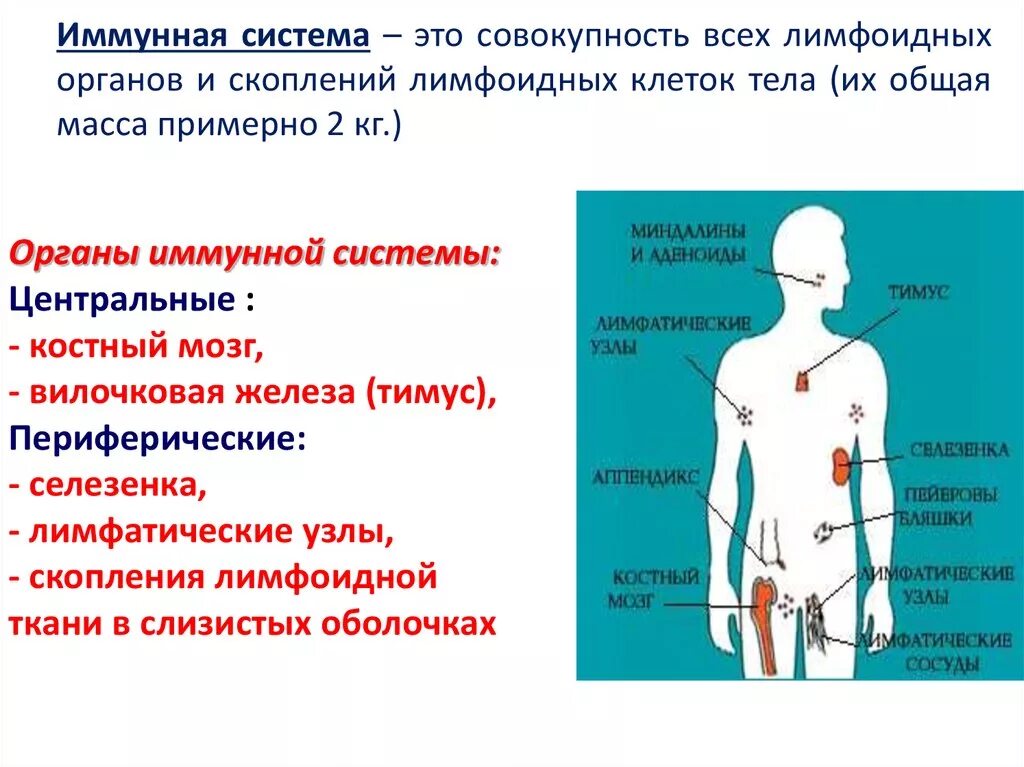 Иммунный центр. Иммунная система организма человека. Иммунная система органов 8 класс биология. Периферические органы иммунной системы человека. Органы иммунной системы человека анатомия.