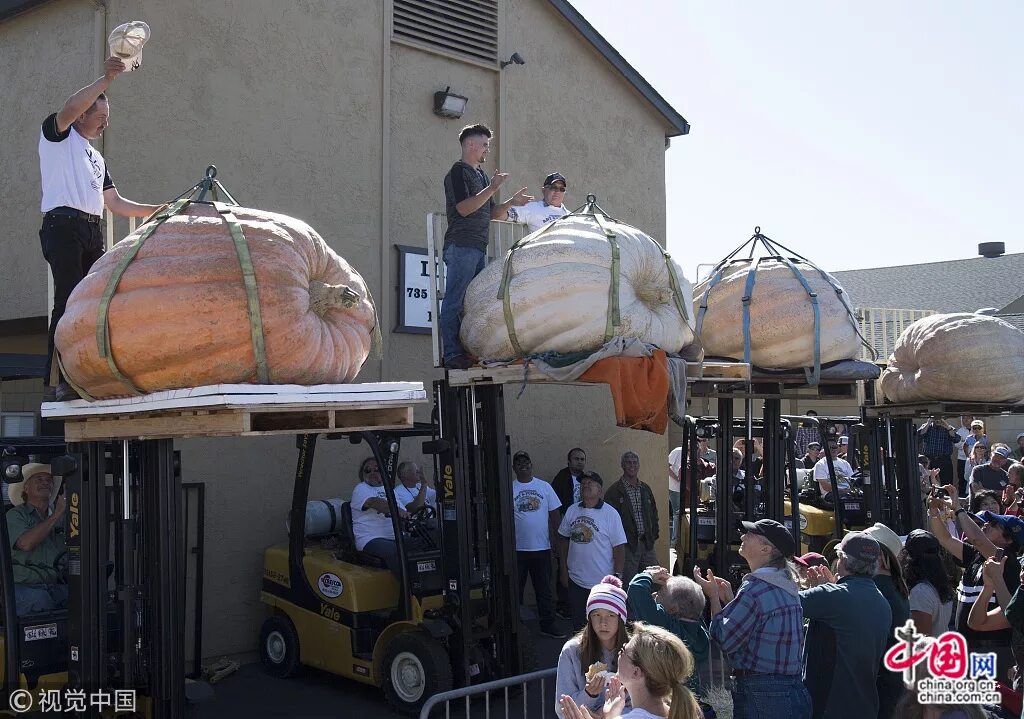 Масса тыквы. Тыква гигантская. Тыква гигантская. Огромная тыква. Тыквы большие огромные.