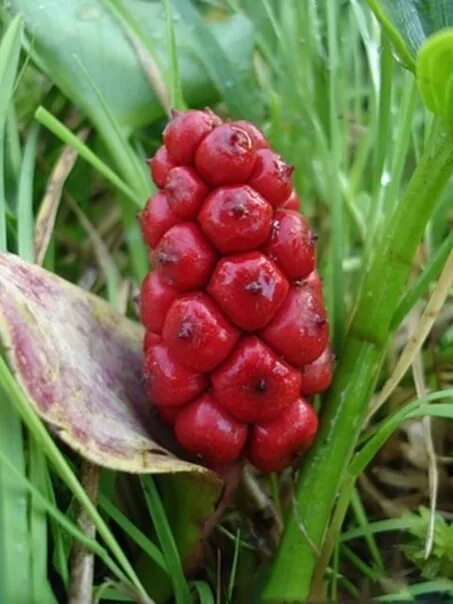 Болотные плоды. Белокрыльник болотный ягода. Белокрыльник болотный красные ягоды. Ядовитые ягоды белокрыльник болотный. Белокрыльник болотный ядовитый.