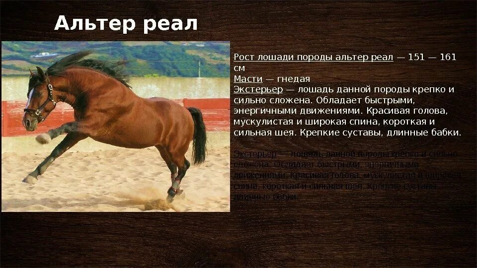 Произведение про коня. Разные породы лошадей. Описание лошади. Породы лошадей рассказ. Породы лошадей презентация.