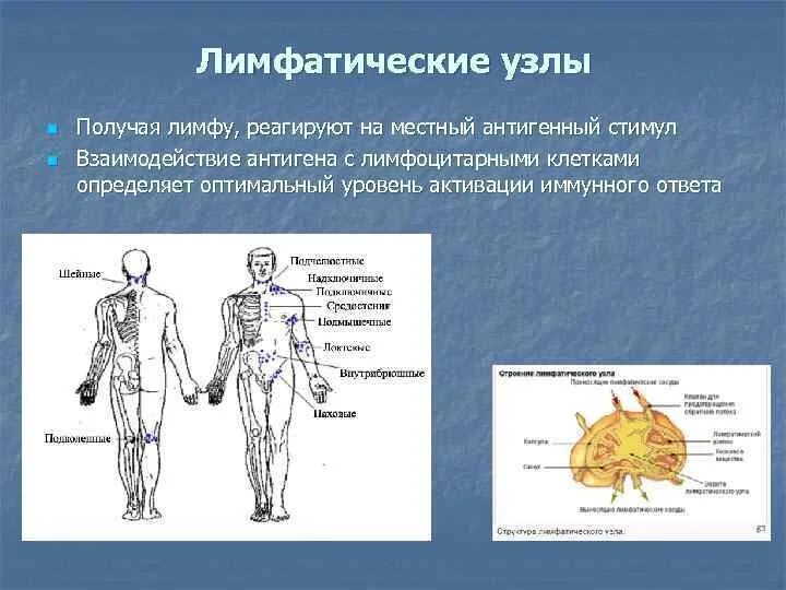 К лимфатическим узлам относится. Лимфа и лимфатические узлы. Расположение групп лимфатических узлов тела человека. Лимфатический узел человека. Схема лимфатического узла.