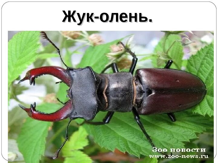 МАЙСКИЙ ЖУК. Майский жук - милое и с виду безобидное насекомое. Но на самом деле