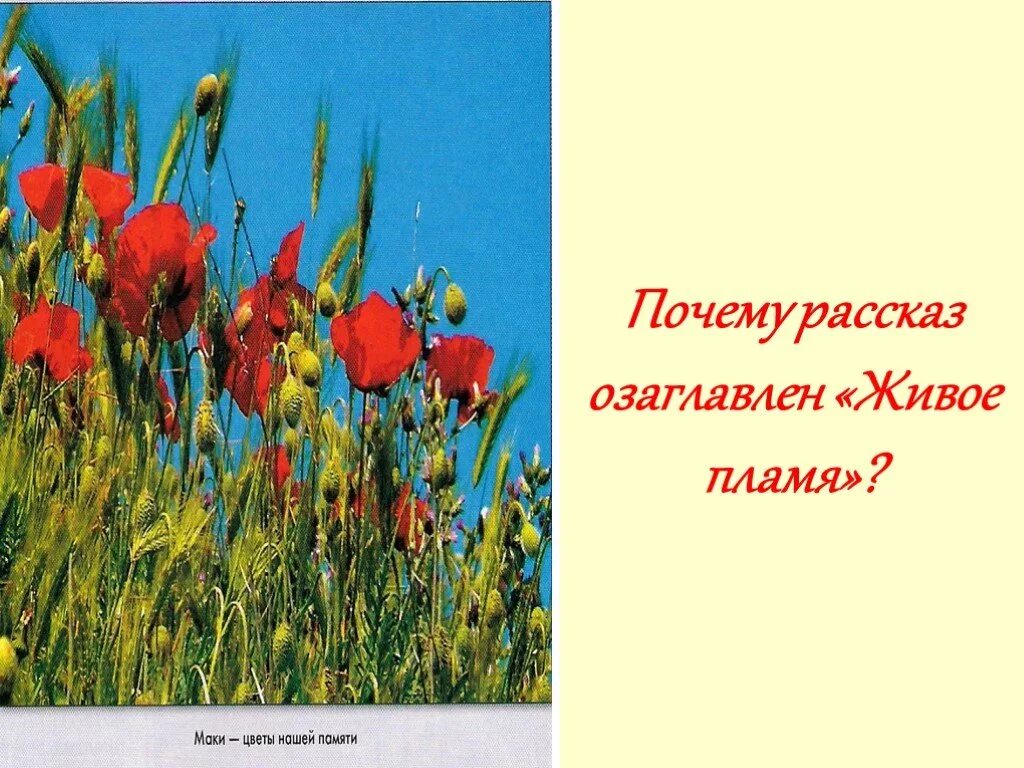 Носов живое пламя урок литературы. Живое пламя. Иллюстрации к живому пламени Носова. Иллюстрация к рассказу живое пламя. Рассказ живое пламя.