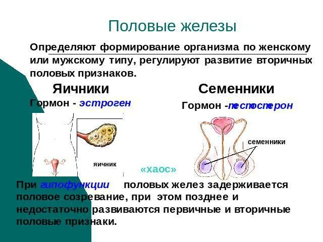 Половые железы. Мужские и женские половые железы. Половая железа. Гормоны половых желез.