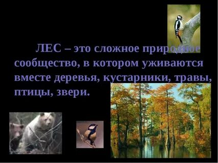 Лес презентация 3 класс