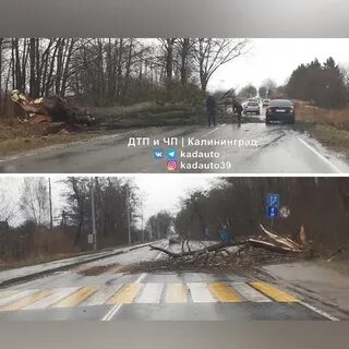 Автобус ладушкин калининград 117