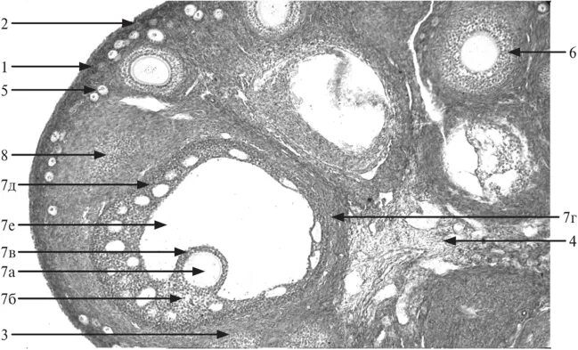 Граафов пузырек яичника. Яичник млекопитающего гистология. Срез яичника млекопитающего. Фолликул яичника млекопитающего (граафов пузырёк). Овогенез в яичнике млекопитающего микропрепарат.