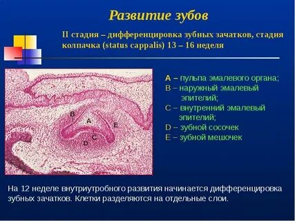 Стадии развития зуба
