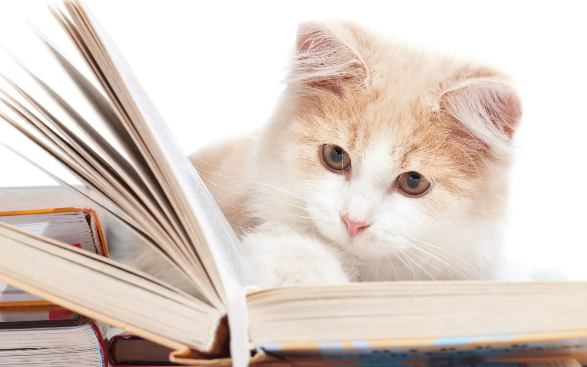 Книга котик. Котик в шапочке выпускника. Кот ученый. Умный кот. Кошка с книжкой.